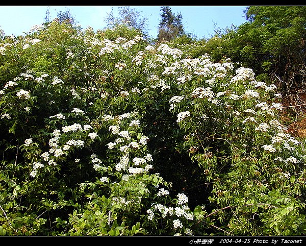 小果薔薇_03.jpg