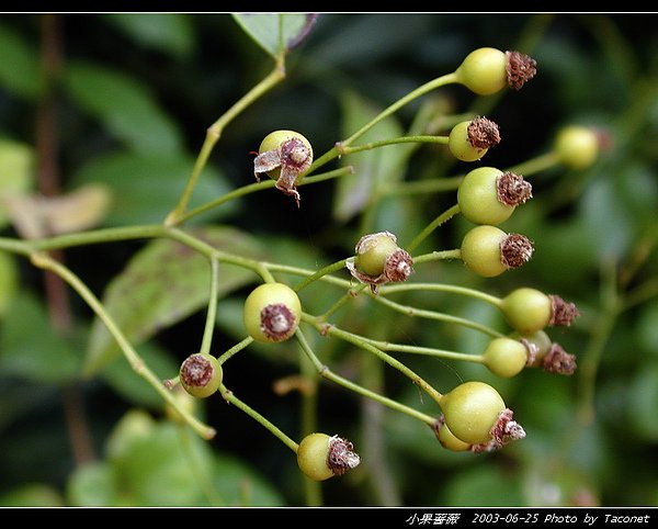 小果薔薇_14.jpg