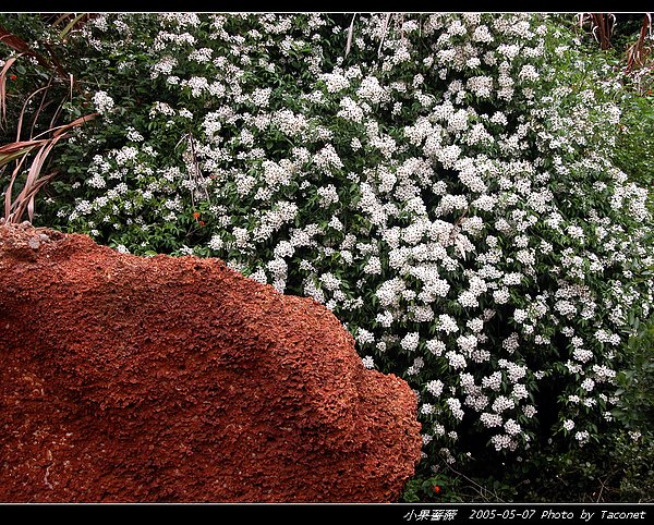 小果薔薇_20.jpg