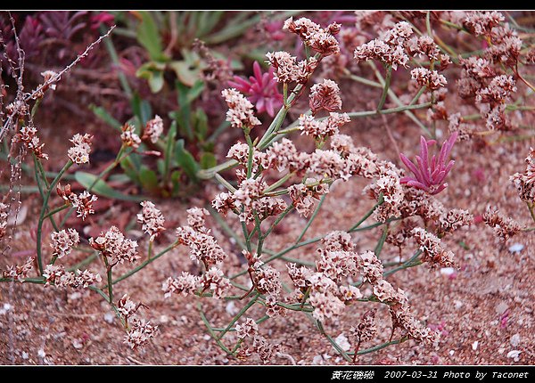 黃花磯硹_02.jpg