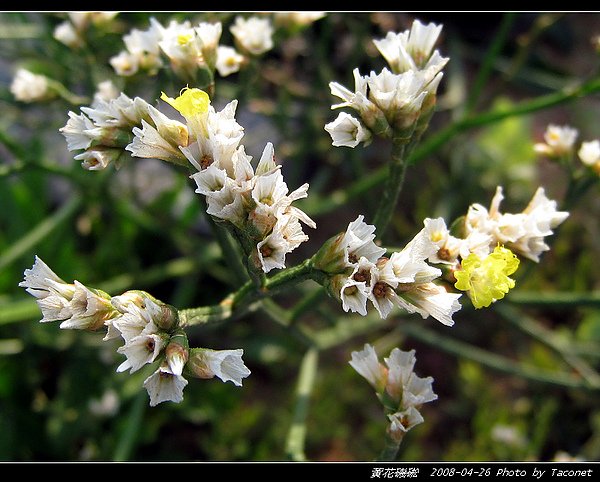 黃花磯硹_06.jpg