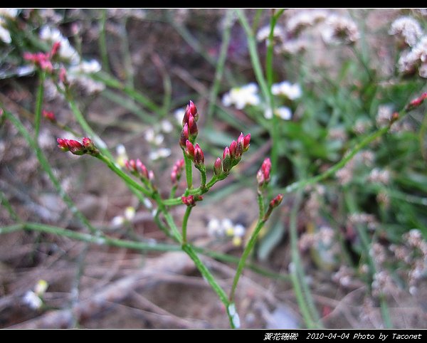 黃花磯硹_10.jpg