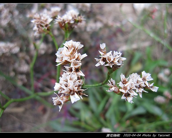 黃花磯硹_11.jpg