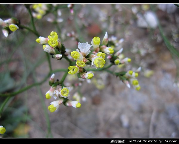 黃花磯硹_14.jpg