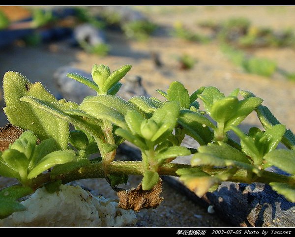 單花蟛蜞菊_03.jpg