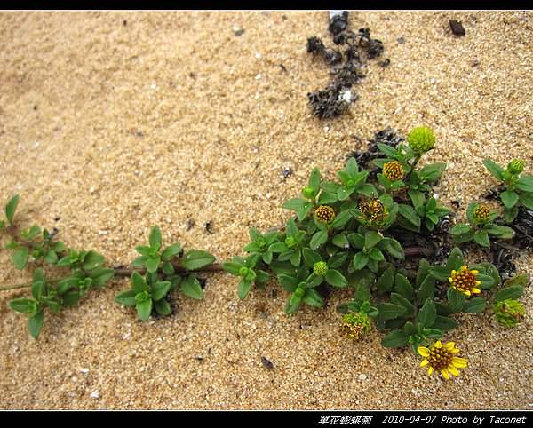 單花蟛蜞菊_08.jpg