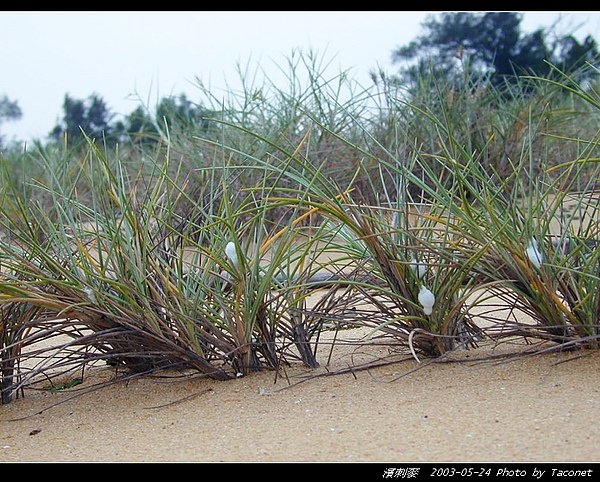 濱刺麥_08.jpg