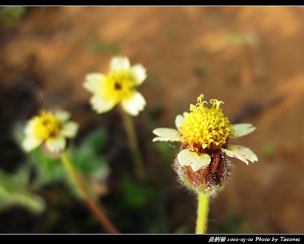 長柄菊_08.jpg