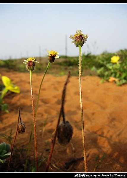 長柄菊_09.jpg