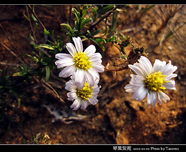 琴葉紫菀_09.jpg