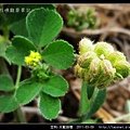 豆科-天藍苜蓿_10.jpg