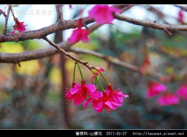 薔薇科-山櫻花_20.jpg