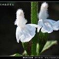 唇形科-白花草_06.jpg