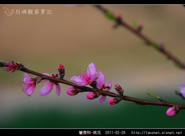 薔薇科-桃花_03.jpg