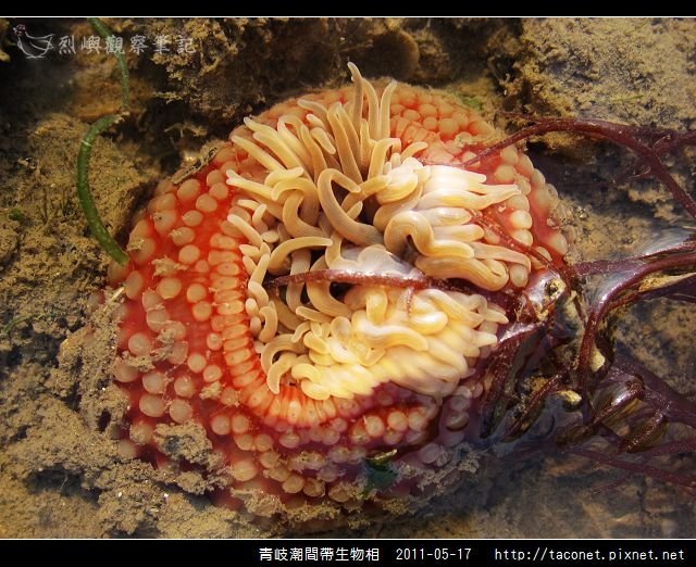 潮間帶生物_47.jpg