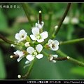 十字花科-小葉碎米薺_09.jpg