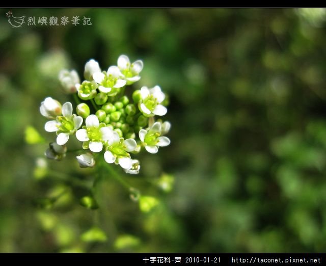 十字花科-薺_07.jpg