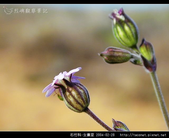 石竹科-女婁菜_04.jpg