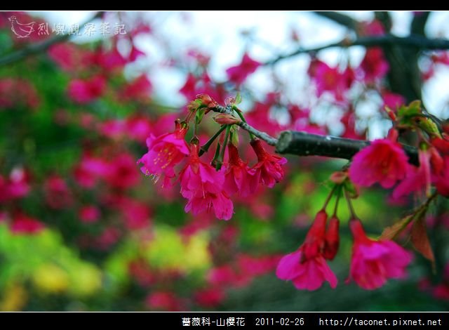 薔薇科-山櫻花_12.jpg