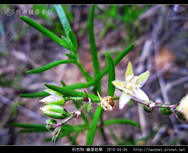 石竹科-擬漆姑草_10.jpg