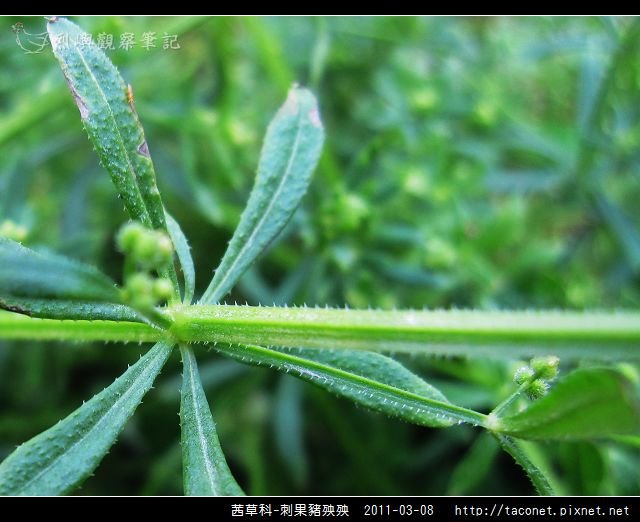 茜草科-刺果豬殃殃_14.jpg