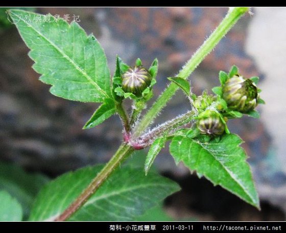 菊科-小花咸豐草_12.jpg