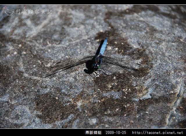 鼎脈蜻蜓_04.jpg