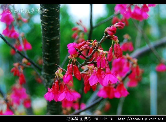 薔薇科-山櫻花_01.jpg