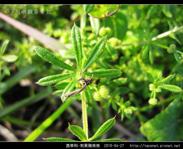 茜草科-刺果豬殃殃_07.jpg