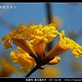 紫葳科-黃花風鈴木_06.jpg