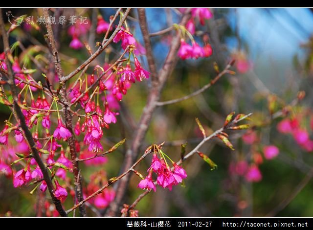 薔薇科-山櫻花_22.jpg