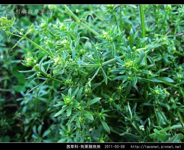 茜草科-刺果豬殃殃_13.jpg