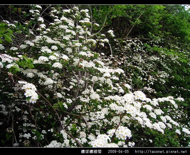 繡球繡線菊_13.jpg