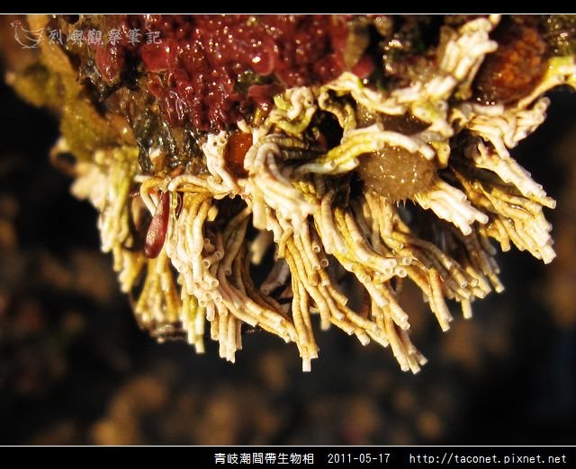 潮間帶生物_52.jpg