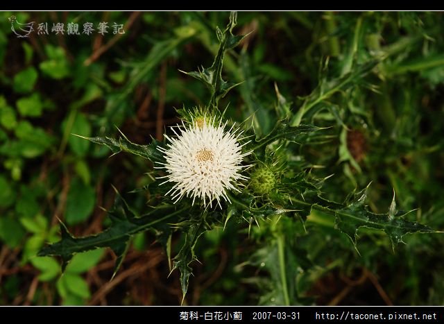 菊科-白花小薊_01.jpg