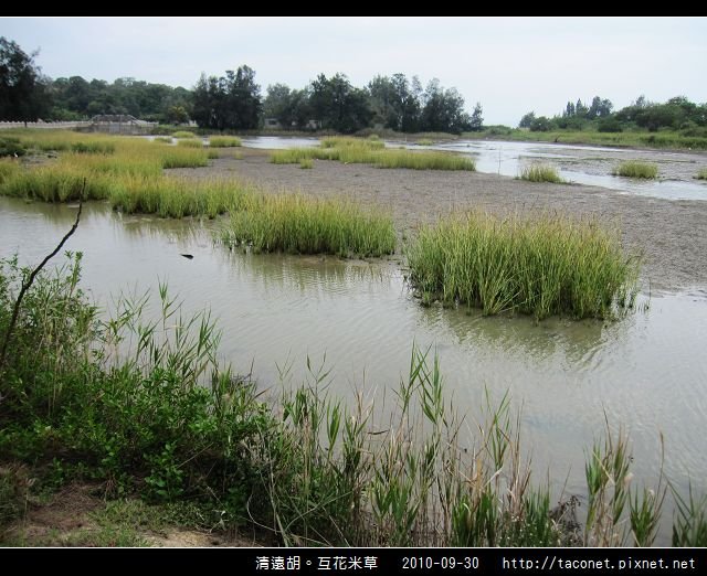 互花米草在清遠湖_11.jpg