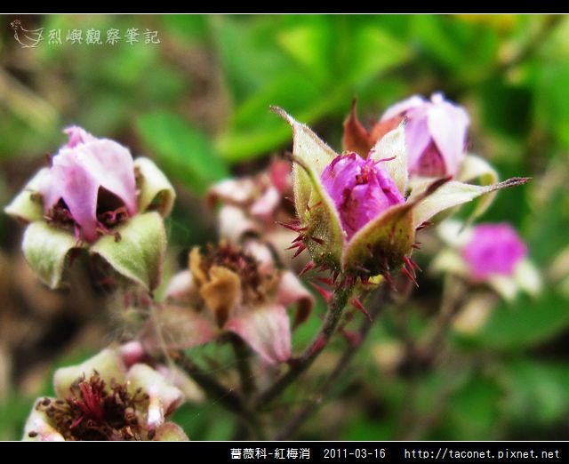 薔薇科-紅梅消_12.jpg