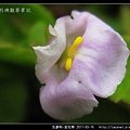 玄參科-泥花草N_12.jpg