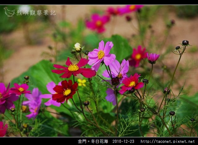 金門。冬日花海_08.jpg
