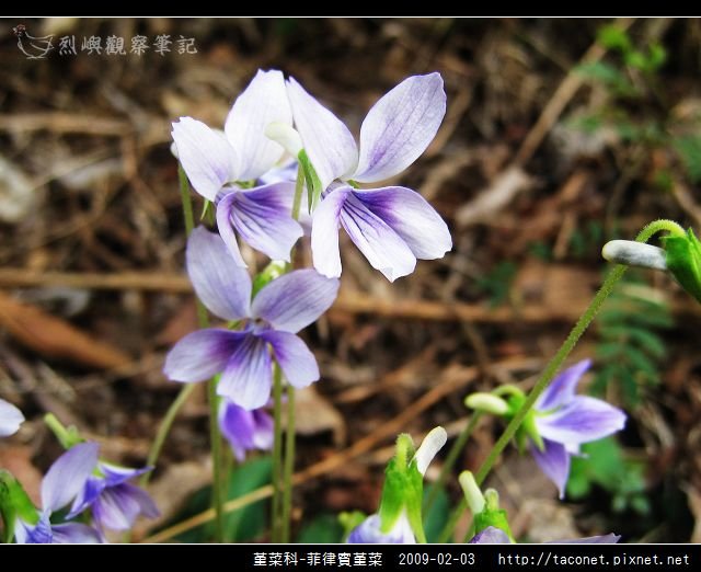 堇菜科-菲律賓堇菜_12.jpg