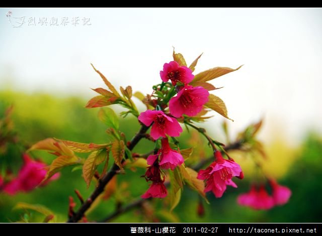 薔薇科-山櫻花_13.jpg