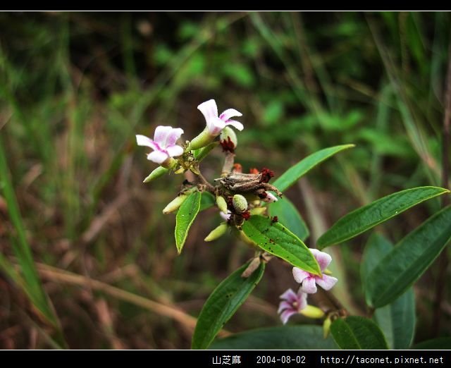 山芝麻_06.jpg