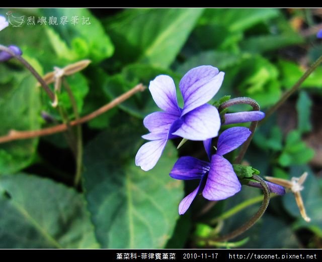 堇菜科-菲律賓堇菜_06.jpg