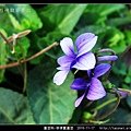 堇菜科-菲律賓堇菜_06.jpg