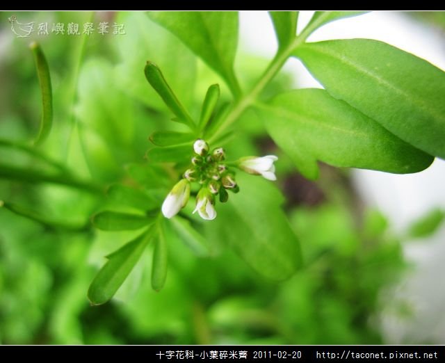 十字花科-小葉碎米薺_03.jpg