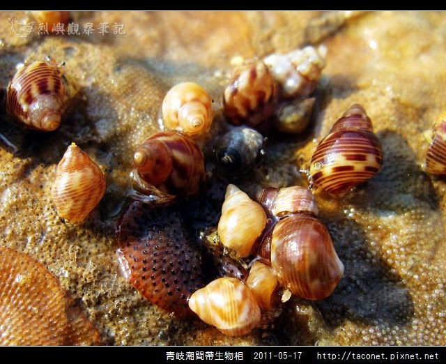 潮間帶生物_46.jpg