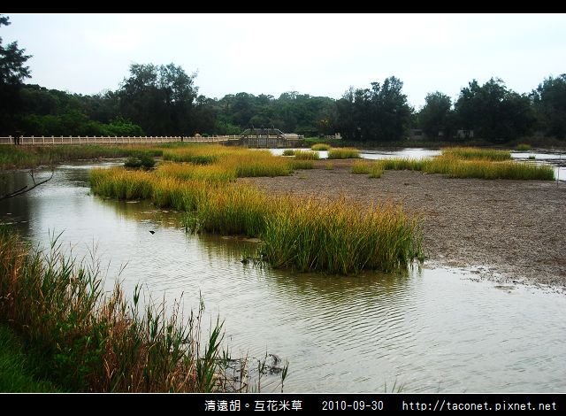 互花米草在清遠湖_06.jpg