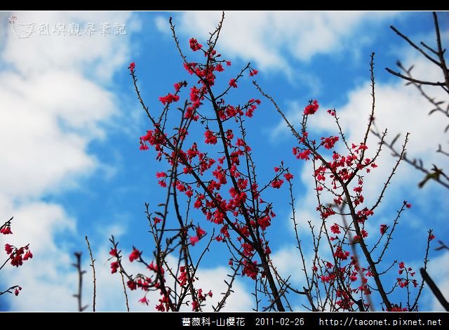 薔薇科-山櫻花_06.jpg