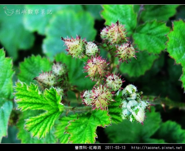 薔薇科-紅梅消_10.jpg