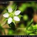 石竹科-無心菜_12.jpg